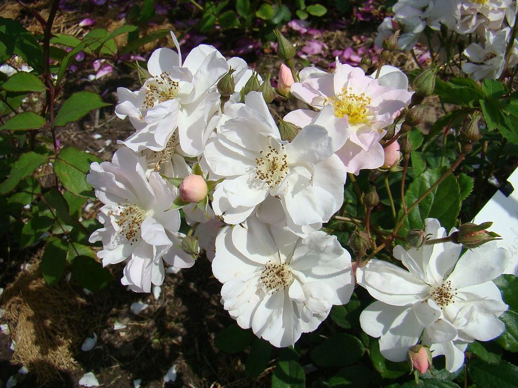 Maid Marion | Lens Roses