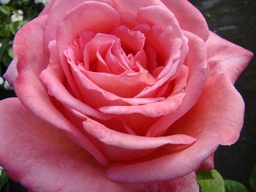 Lily de Gerlache