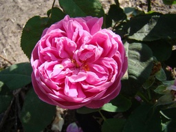 Rose de l'Alhambra