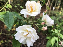 R. moschata 'Autumnalis'