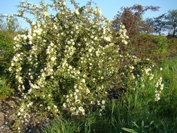 R. pimpinellifolia 'Albert Edwards'