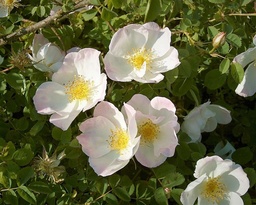 R. pimpinellifolia 'Robbie Burns'