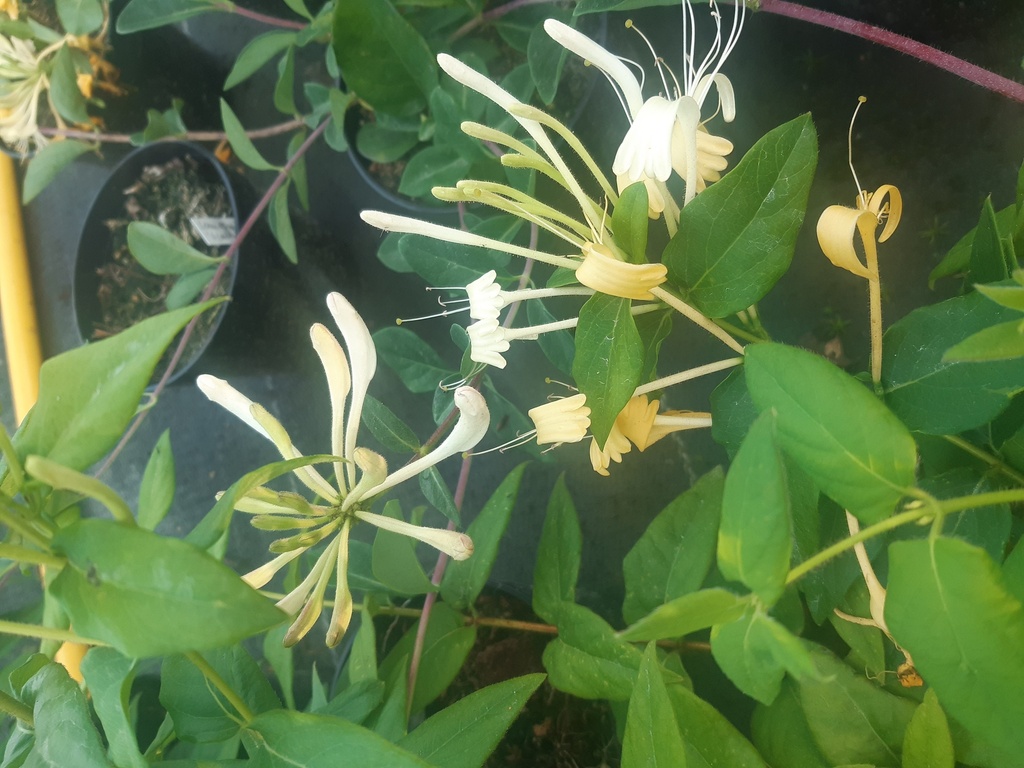 Lonicera similis var. delavayii | Lens Roses