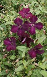 Clematis 'Royal Velours'