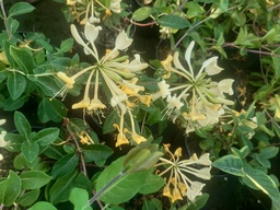 Lonicera periclymenum 'Graham Thomas'