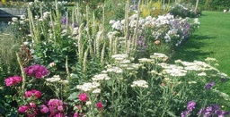 Achillea 'Allabaster'