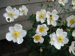 Anemone 'Honorine Jobert'