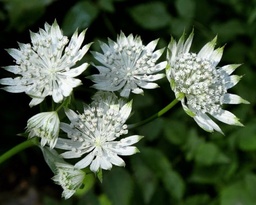 Astrantia major 'Shaggy'