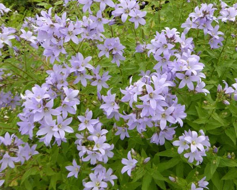 Campanula lactiflora on sale