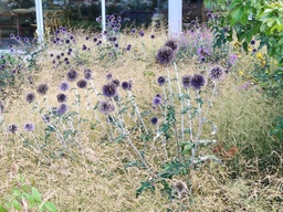 Echinops ritro 'Veitch's Blue'