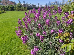 Erysimum linifolium 'Bowles Mauve'