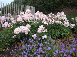 Geranium 'Azure Rush'