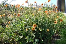 Geum 'Totally Tangerine' (PBR)