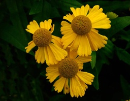 Helenium autumnale 'Pumilum Magnificum'