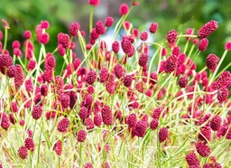 Sanguisorba officinalis 'Tanna'