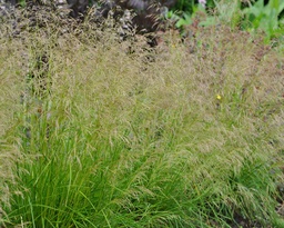 Deschampsia cespitosa 'Goldtau'