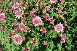 Astrantia major 'Roma'