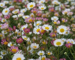 Erigeron karvinskianus