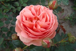 Park Abbey Rose®