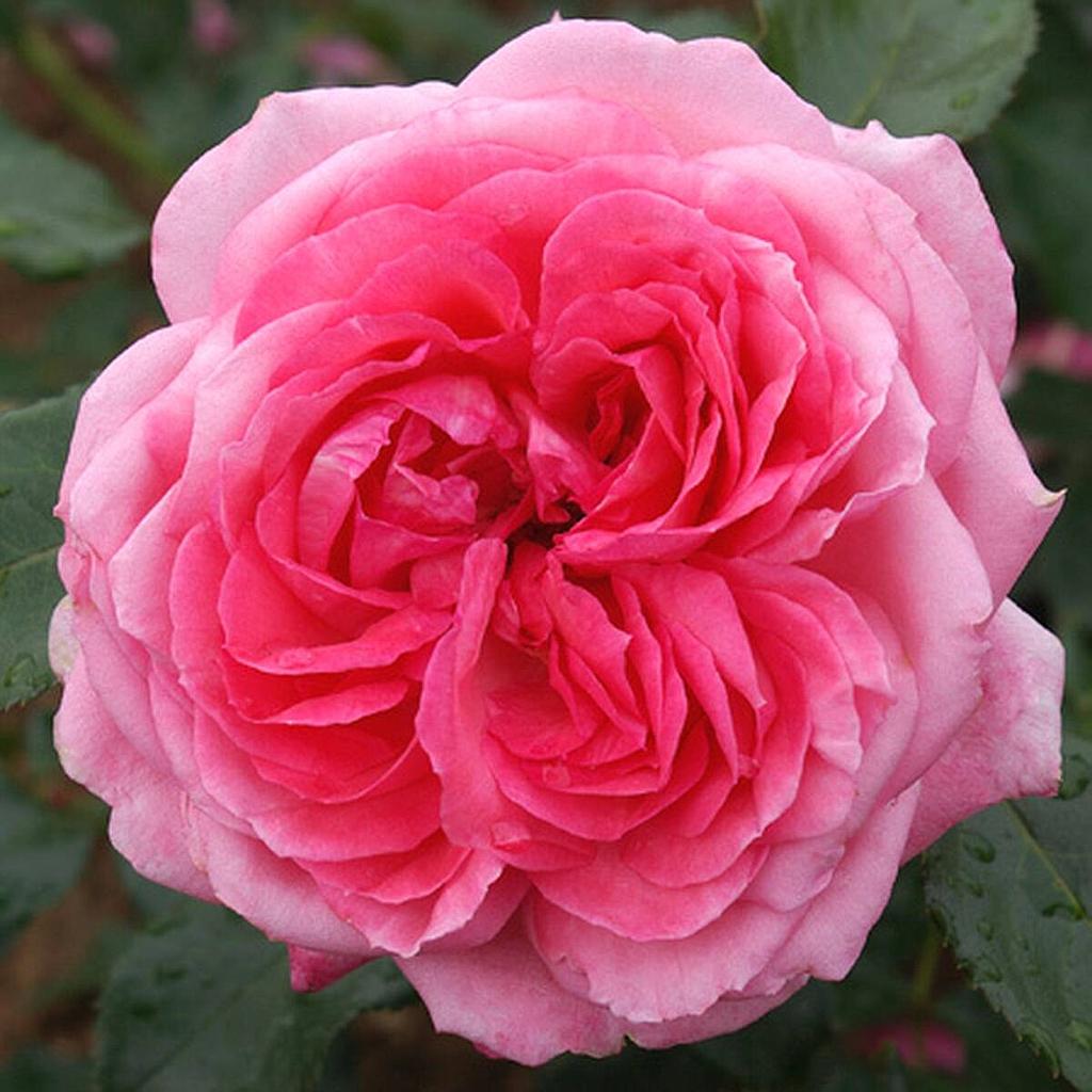 La Rose de Molinard | Lens Roses