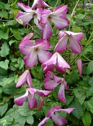 Clematis viticella 'I am Lady Q'