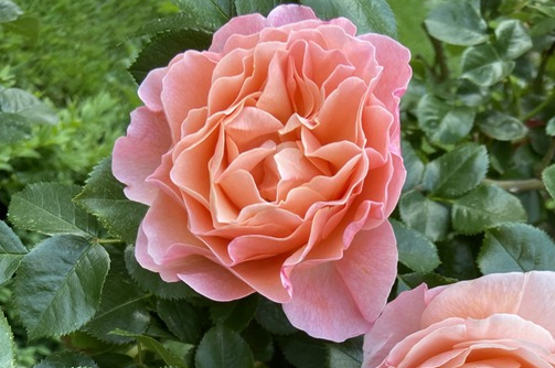 Marie Curie | Lens Roses