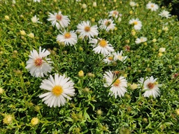 Aster dumosus 'Niobe'