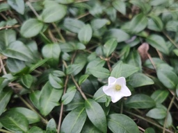 Vinca minor 'Alba'