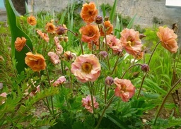 Geum rivale 'Mai Tai' (PBR)