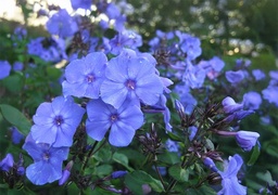 Phlox 'Blue Paradise'