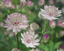 Astrantia major 'Buckland'