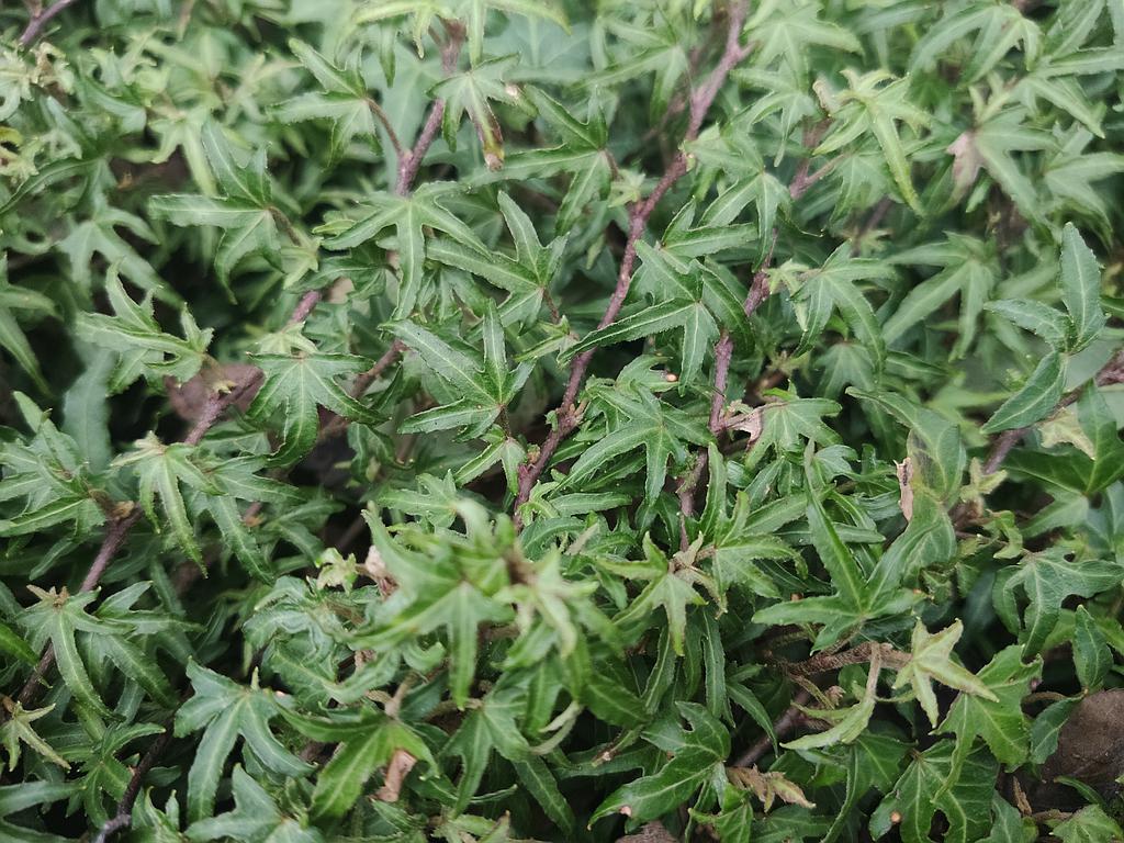 Hedera helix 'Dyinni' | Lens Roses