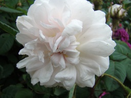 R. muscosa alba
