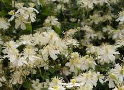 Clematis fargesioides 'Summer Snow'