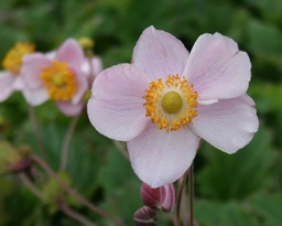 Anemone hupehensis 'September Charm'