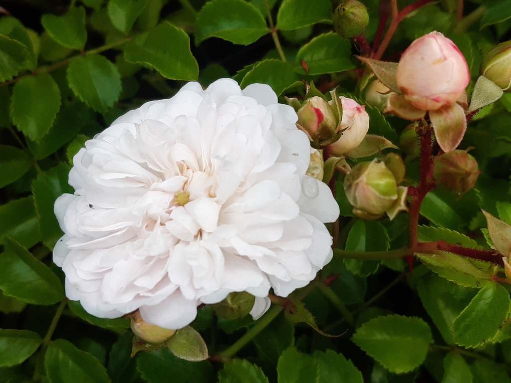 Fifi sur la Volière | Lens Roses