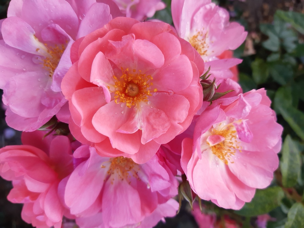 Finn's Rose | Lens Roses