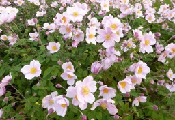 Anemone 'Lorelei'