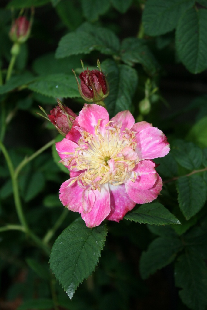 KIRAさま バラ Kira | Lens Roses