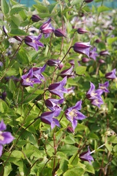 Clematis texensis 'Prince William'