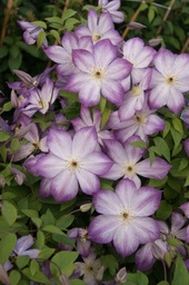 Clematis viticella 'Pernille'