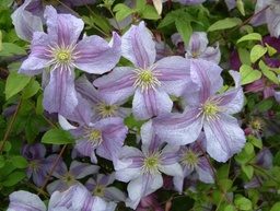 Clematis viticella 'Emilia Plater'