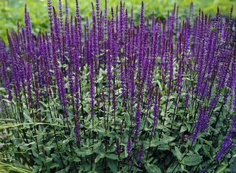 provence lavender plant Set of 3 Lavender Provence Plants in Quart Pots main image 1