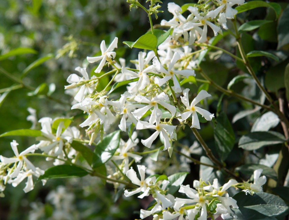 Trachelospermum jasminoides | Lens Roses