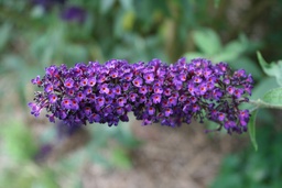 Buddleja davidii 'Black Knight'