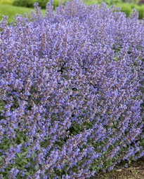 Nepeta faassenii 'Purrsian Blue'