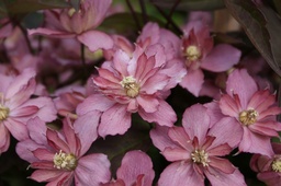 Clematis montana 'Sunrise'