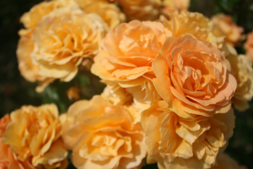 Arizona Sun | Lens Roses