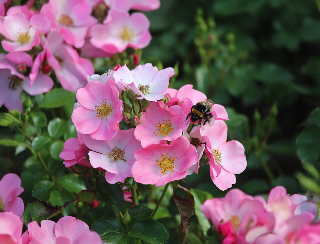 Mel Bee | Lens Roses