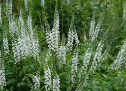 Lysimachia ephemerum AGM